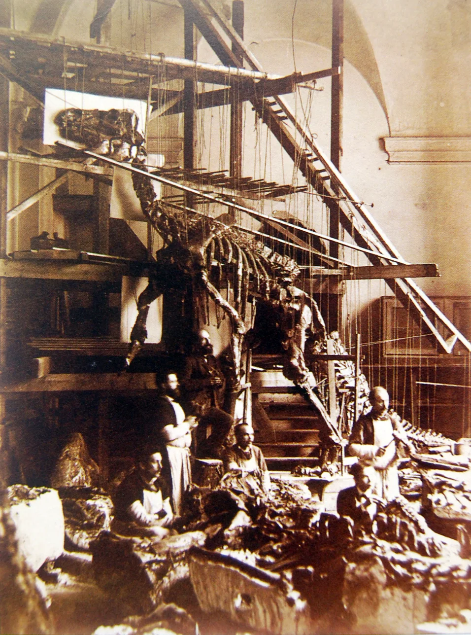Historical photograph of a mounted Bernissart Iguanodon